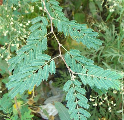  Branch with leaves